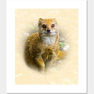 Yellow mongoose Posters and Art